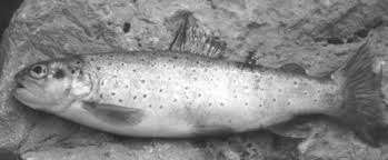 Image result for Salmo macrostigma