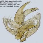 Attēlu rezultāti vaicājumam “Borkhausenia minutella”
