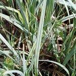 Attēlu rezultāti vaicājumam “Carex acutiformis leaf”
