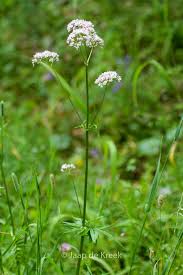 Image result for Valeriana officinalis