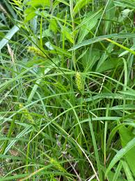 Attēlu rezultāti vaicājumam “Carex hirta”