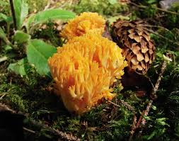 Attēlu rezultāti vaicājumam “Ramaria flava”