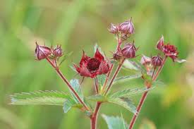 Attēlu rezultāti vaicājumam “Comarum palustre flower”