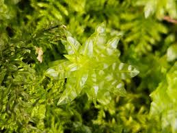 Attēlu rezultāti vaicājumam “Plagiomnium undulatum”