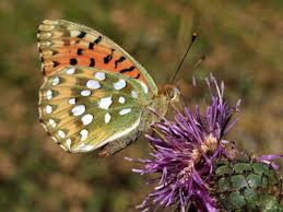 Attēlu rezultāti vaicājumam “Argynnis aglaja underside”