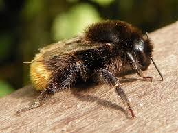 Attēlu rezultāti vaicājumam “Bombus lapidarius”