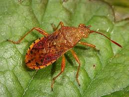 Attēlu rezultāti vaicājumam “Rhopalus maculatus imago”