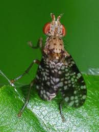 Attēlu rezultāti vaicājumam “Trypetoptera punctulata”