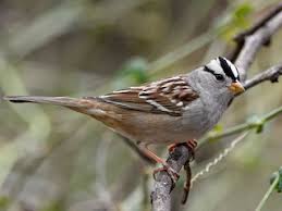 Image result for Zonotrichia leucophrys