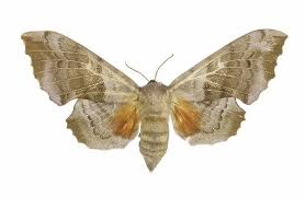 Attēlu rezultāti vaicājumam “Laothoe populi”