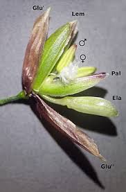 Attēlu rezultāti vaicājumam “Melica nutans flower”