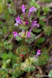 Attēlu rezultāti vaicājumam “Lamium amplexicaule flower”
