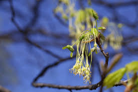 Attēlu rezultāti vaicājumam “Acer saccharinum fruit”