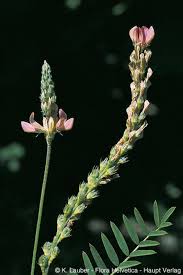 Attēlu rezultāti vaicājumam “Onobrychis arenaria fruit”