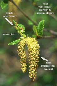Attēlu rezultāti vaicājumam “Betula humilis male flower”