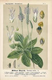 Attēlu rezultāti vaicājumam “Plantago media”