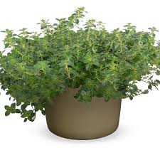 Attēlu rezultāti vaicājumam “Thymus pulegioides”