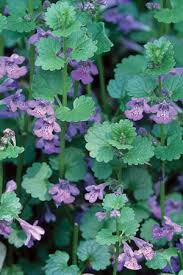 Attēlu rezultāti vaicājumam “Glechoma hederacea”