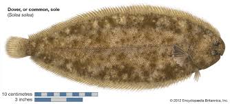 Image result for Solea solea