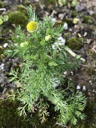 Attēlu rezultāti vaicājumam “Matricaria discoidea flower”
