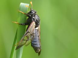 Attēlu rezultāti vaicājumam “Cimbex femoratus imago”