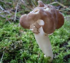 Attēlu rezultāti vaicājumam “Helvella elastica”