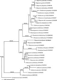 Attēlu rezultāti vaicājumam “Phaeoceros laevis subsp. carolinianus”