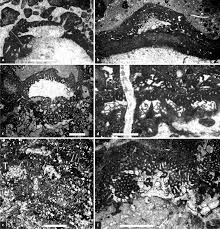 Attēlu rezultāti vaicājumam “Lycogala botrydium young”