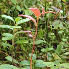 Attēlu rezultāti vaicājumam “Exobasidium splendidum”