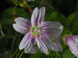 Attēlu rezultāti vaicājumam “Claytonia sibirica”