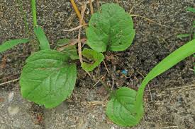 Attēlu rezultāti vaicājumam “Erigeron annuus leaf”
