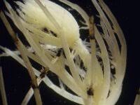 Attēlu rezultāti vaicājumam “Chara hispida”