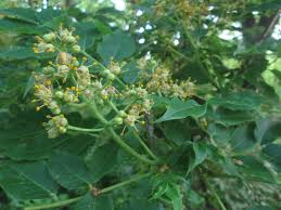 Attēlu rezultāti vaicājumam “Phellodendron amurense flower”