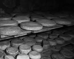 Attēlu rezultāti vaicājumam “Gelechia jakovlevi”