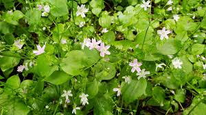Attēlu rezultāti vaicājumam “Claytonia sibirica flower”
