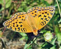 Attēlu rezultāti vaicājumam “Argynnis adippe”
