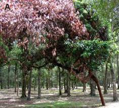 Attēlu rezultāti vaicājumam “Scardia boletella exuvia”