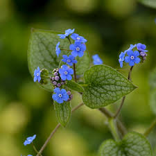 Attēlu rezultāti vaicājumam “Brunnera macrophylla flower”