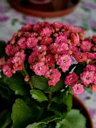Image result for Kalanchoe blossfeldiana