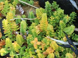 Attēlu rezultāti vaicājumam “Honckenya peploides leaf”