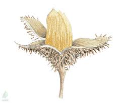 Attēlu rezultāti vaicājumam “Fagus sylvatica flower”