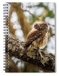 Attēlu rezultāti vaicājumam “Glaucidium passerinum”