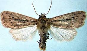 Attēlu rezultāti vaicājumam “Cribraria cancellata var. fusca stalked”