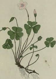 Attēlu rezultāti vaicājumam “Oxalis acetosella fruit”