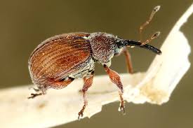 Attēlu rezultāti vaicājumam “Anthonomus phyllocola”