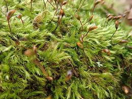 Attēlu rezultāti vaicājumam “Rhynchostegiella tenella macro”