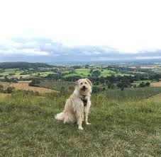 Image result for Stinchcombe Hill Golf Club