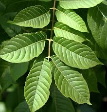 Attēlu rezultāti vaicājumam “Juglans regia leaf”