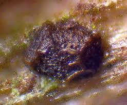 Attēlu rezultāti vaicājumam “Licea pusilla macro”