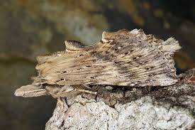 Attēlu rezultāti vaicājumam “Pterostoma palpina”